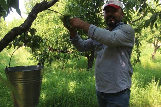 Kazdağları’nın “yeşil altını” tarlalardan taştı! Eken tarladan servet topluyor)