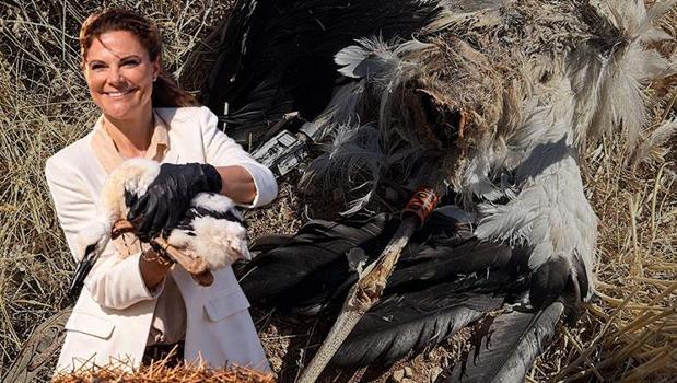İsveç Veliaht Prensesi Victoria’nın adını verdiği leylek, Karaman’da ölü bulundu)