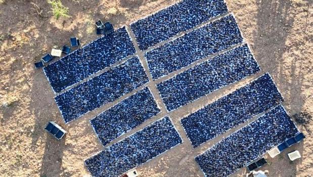 Geçen yıldan randevu alan bile var! Kilosu 600 liradan satılıyor, taleplere yetişemiyorlar)