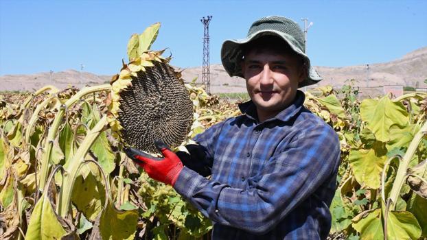 Önceden günler sürüyordu şimdi saatler içinde bitiyor! Yozgat'ta zahmetli ve bereketli hasat başladı)