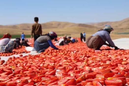 Meğer Avrupa'da yetiştiremiyorlarmış! Elazığ tarlalarından ABD ve Almanya'ya dev ihracat)