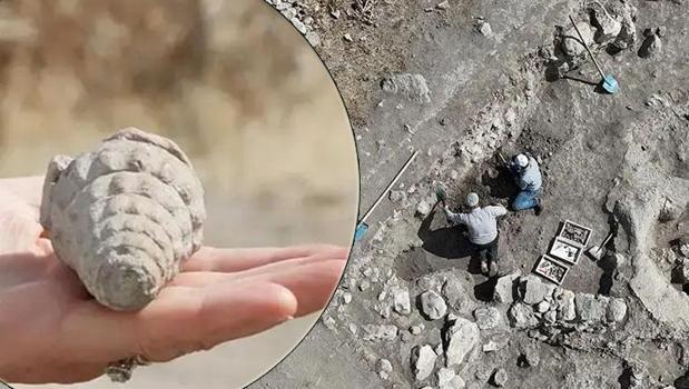 Ankara'da keşfedildi, görenleri şaşkına çevirdi! 66 milyon yıllık fosil müzede sergilenecek)