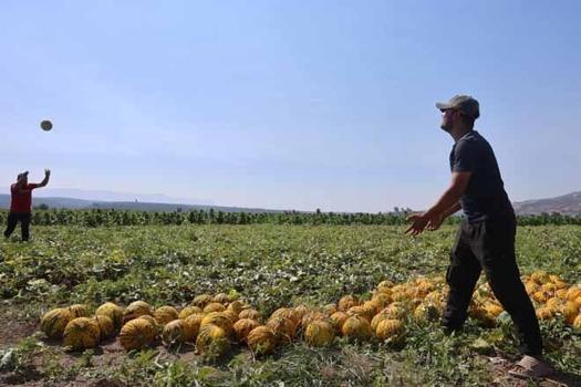 Tarlada 10 TL, manavda 40 TL! Yağışlar yüzünden gecikti, herkes aynı ürünü ekti...)
