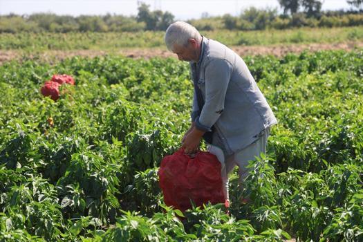 Amik Ovası'nda kavurucu sıcakta hasat sürüyor! Tek tek elle toplanıyor: Tarlada kilosu 20 TL ama tezgahta 100 TL'den satılıyor)