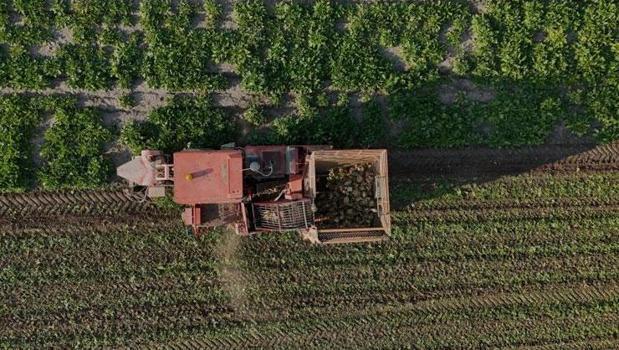 Nisan ayında ektiler, eylülde sökmeye başladılar! Yozgat'ta tam 6 aylık emeğin hasadı)