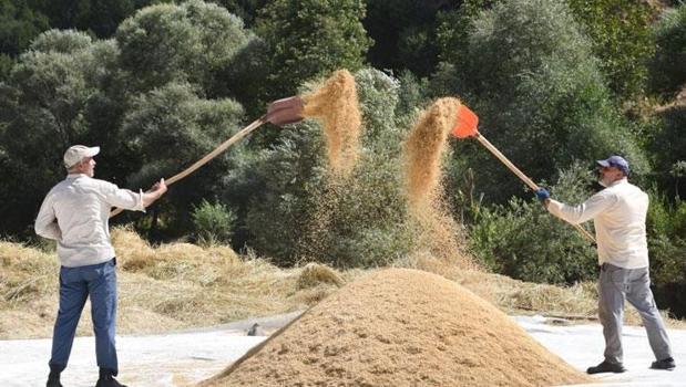 Bitlis'te geleneksel çeltik hasadı başladı! Ata tohumuyla üretiliyor)