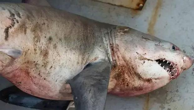 Saros'da 'Kum kaplanı’ cinsi köpek balığı yakaladılar)
