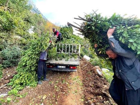 Ormandan toplanıyor: Çin almak için milyonlarca dolar ödeyecek!)
