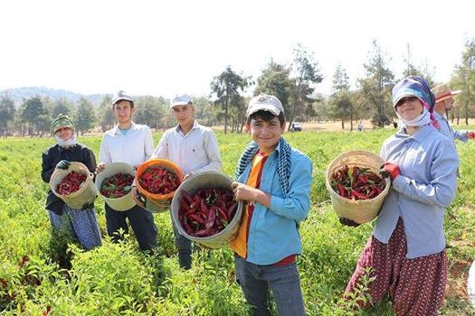 Ağlaya ağlaya kırmızı altını hasat ediyorlar: Kasalar dolusunu Avrupa'ya gönderiyorlar!)
