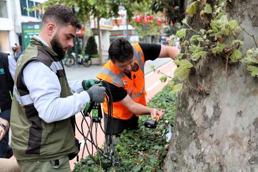 Asırlık ağaçlar tomografi cihazına giriyor! Gövdelerin içindeki gizem ses dalgalarıyla ortaya çıkacak)