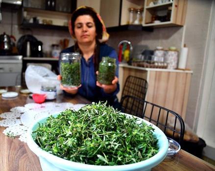 Güneydoğu'da yıllardır sofralardaydı! Dünya bu mucizevi bitkiyi konuşuyor: Kan şekerini ve insülini dengeliyor)