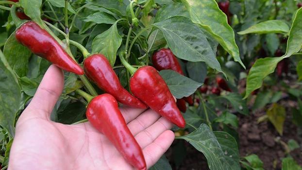 Her gün kahvaltıda 1 tane tüketin! C vitamini eksikliğine ilaç oluyor)