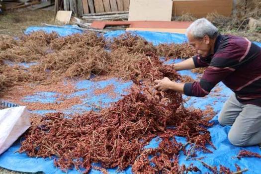 Dağdaki meyvesiz ağaçları aşıladı servet kapısı açıldı! Kilosu 900 TL'den satılan dede mirası)
