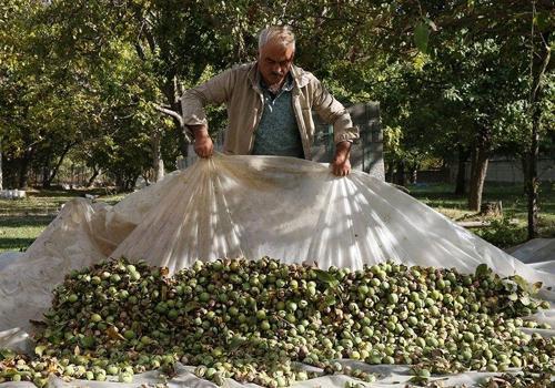 Kabuğunu söken paraya para demiyor! Tokat Niksar'da 'kabuktaki altın' için hasat mesaisi başladı)