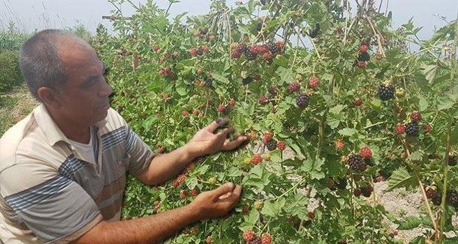 Sertleşen kalp kasını bıçak gibi gevşeten mucize! Duyan pazardan kilo kilo almaya başladı)