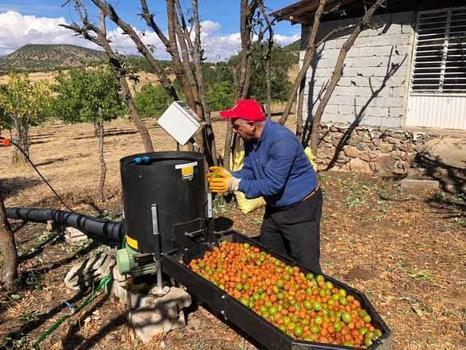 Bingöl Solhan'da rekor mesai başladı! 150 dönümlük dev bahçeden tonlarca şifa fışkırıyor)