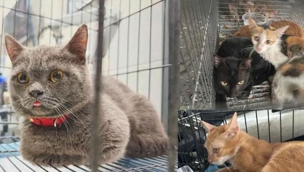 Mahallede kediler gizemli şekilde kayboluyordu! 2 bin 700 kediyi kesip satmak için çalmışlar)