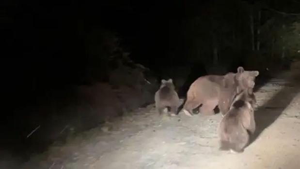 Mantar toplamaya giderken ayı ailesi sürprizi ile karşılaştılar)