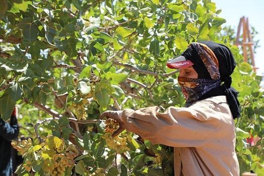 Türkiye'nin gizli hazinesi! İşlenmemiş haline yurt dışından talep yağıyor: Kilosu 1200 lira)