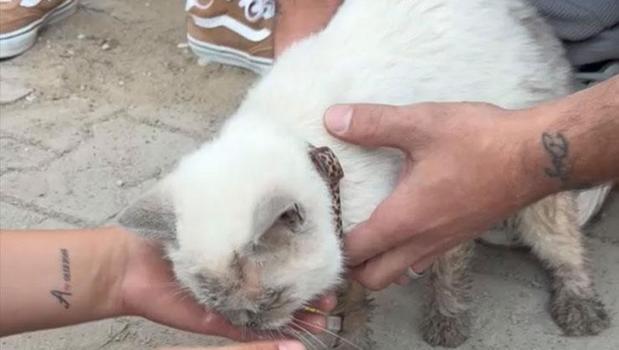 Maltepe’de enkaz altında kalan kedi saatler sonra canlı çıkarıldı)