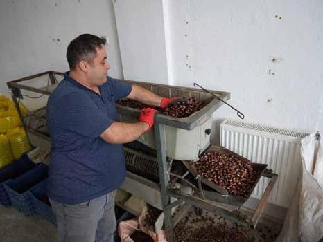 Karadeniz ormanlarında dev bereket başladı! Köylünün cebine tek sezonda 20 milyon lira girecek)