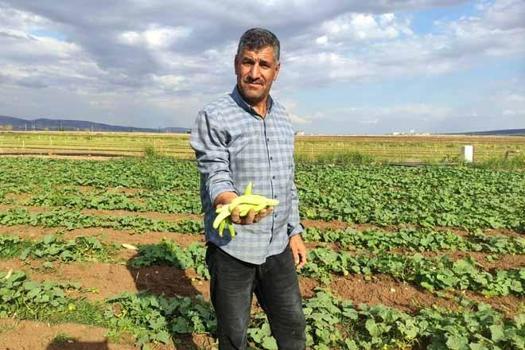 Sarımsağın ardından ektiler kışlık hazırlayanlar akın etti! Tarlada kilogramı 30 liradan satılıyor..)