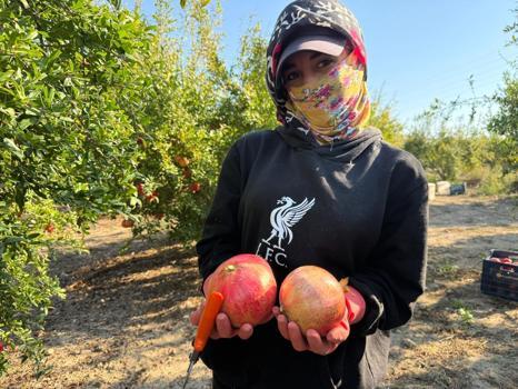 Yağış riski hasadı erkene çekti: Tarlada kilo fiyatı 15 TL'den başlıyor, Rusya ve Avrupa'ya kilo kilo gönderiliyor!)