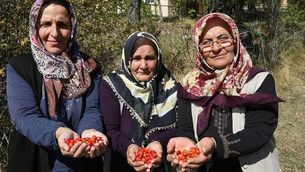 Anadolu'da kova kova toplanmaya başladı! C vitamininde portakalı solluyor, kış hastalıklarına geçit vermiyor)