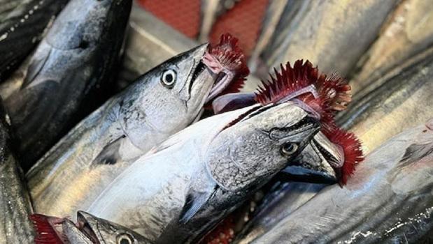 Karadeniz’de palamut bolluğu! Kasası bakın kaç liradan satıldı)