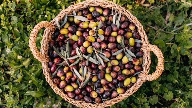 Zeytin almadan önce 2 kere düşünün! Siyah mı yeşil mi? Yıllardır merak edilen konu açıklığa kavuştu)