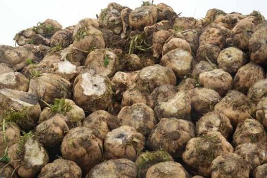 Tarladan fabrikaya para yağacak! Tam 300 bin ton toplandı: 10 kez suladılar, şimdi bayram ediyorlar)