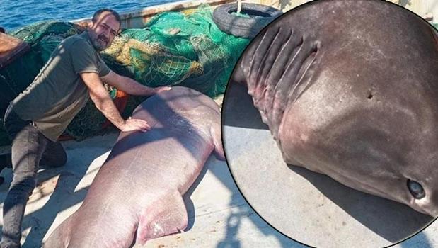 Saros Körfezi'nde ağlara takıldı! 350 kiloluk dev sürpriz)