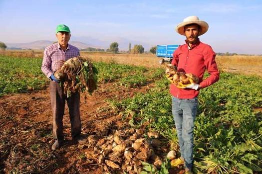 Dönümüne tam 10 ton veriyor! 61 bin dekar alanda rekor kıran verim)