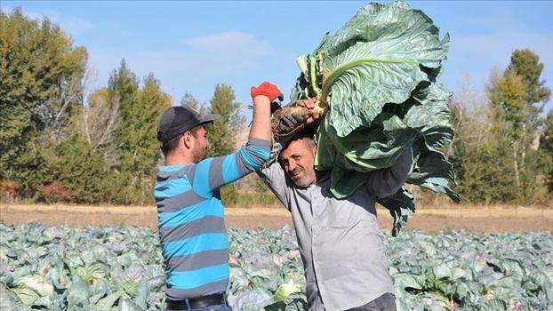 Tarlada kapış kapış satılıyor! Bölge ekonomisine tam 165 milyon liralık dev katkı...)