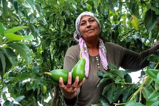 Bir ağaçtan tam 80 kilo topluyor: Tarlada fiyatlar çakıldı! Kilosu 180 liradan satılıyordu...)