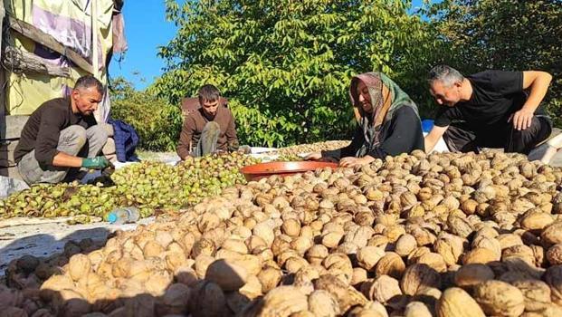 Tarlada 100 lira market raflarında 500 TL! Yozgat'ta rekor verim var ama çiftçi dertli...)