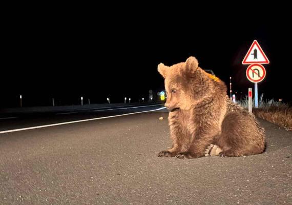 Yol kenarında bitkin halde bulundu! Bozayı yavrusu tedavi altına alındı
