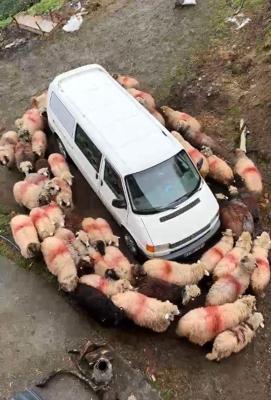 Trabzon’da koyunlar minibüsün etrafında halka oluşturdu