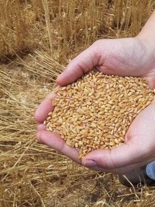 Buğdaya kademeli fiyat ithalata bir yıl yasak