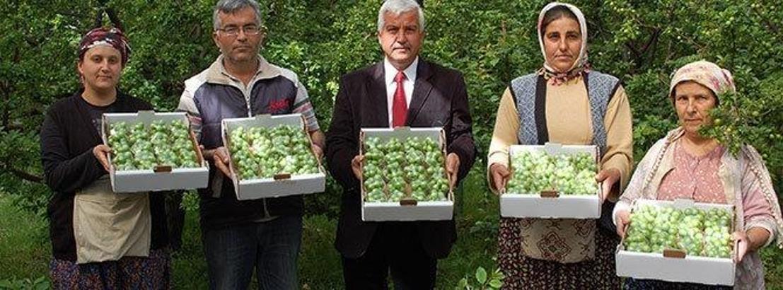 Silifke'de ilk erik hasadı yapıldı