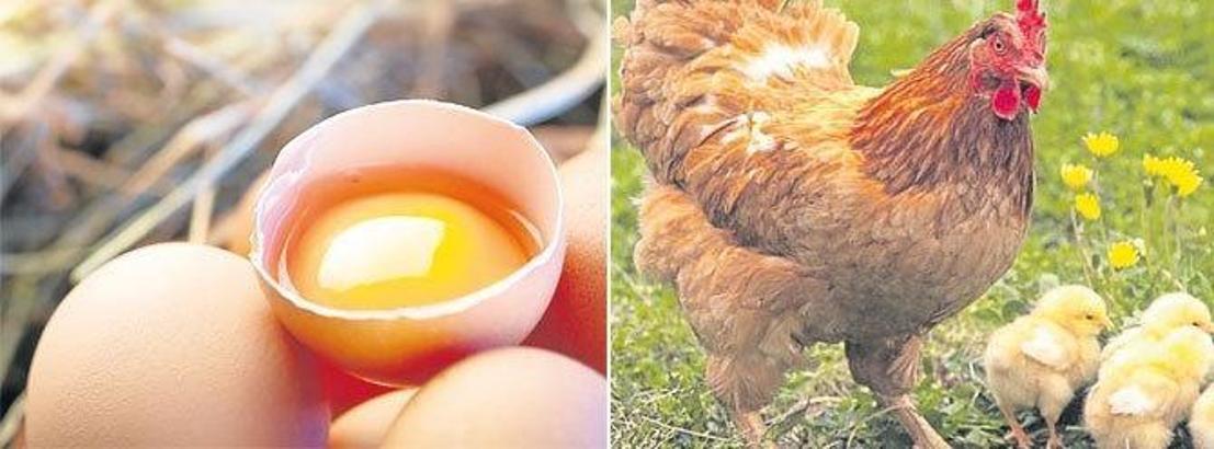 Köy ürünü başka organik ürün başka