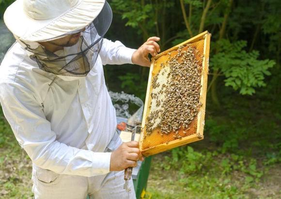 Dünya arı gününde arıcılar isyanda