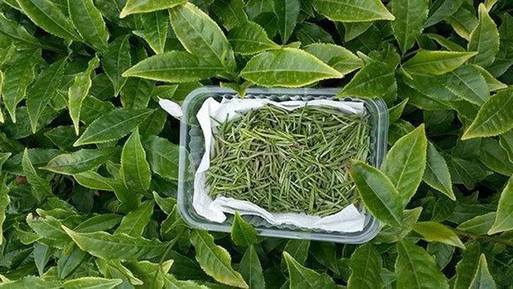 Karadeniz'de üretildi, tamamı satıldı... Kilosu 4 bin 500 lira