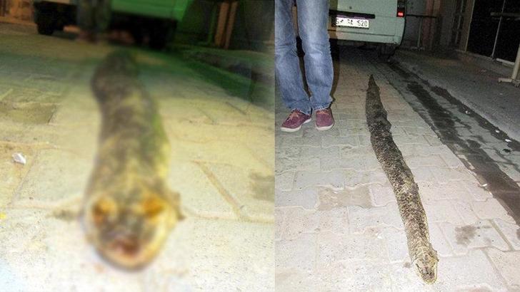 Tekirdağ Şarköy'de piton paniği!