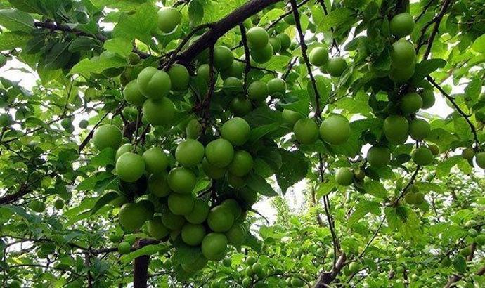 Eriğin kilosu 150 liraya düştü!