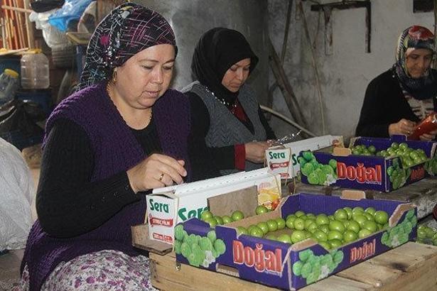 Erik hasadı başladı, kilosu 25 liraya düştü