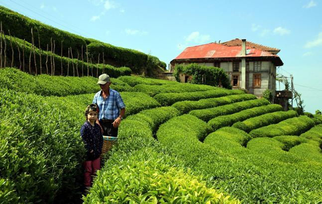 'İmparatorların Çayı'nda hasat başladı! Kilosu 4 bin lira
