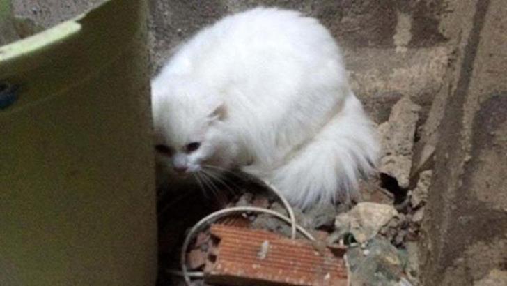 Kayıp kedi apartman boşluğunda bulundu