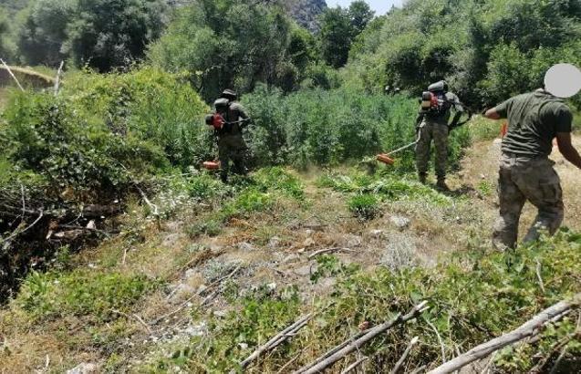 Lice'de 1 milyon 378 bin kök Hint keneviri ele geçirildi