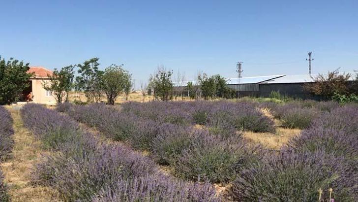 Sineklerden kurtulmak için lavanta bahçesi kurdu